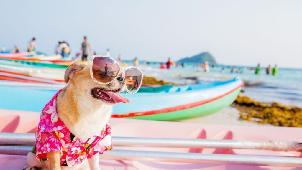 Destinos para viajar com seu cachorro no Brasil