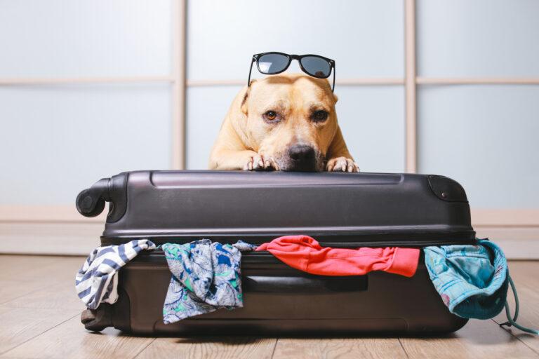 o-que-e-atestado-de-saude-para-viajar-com-pets-e-por-que-e-importante