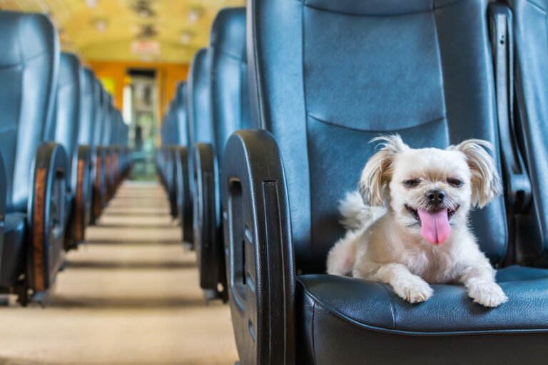 Transporte de Pet em Ônibus